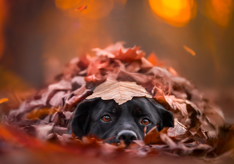 Verstoppen in de herfstblaadjes