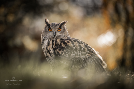 Roofvogels fotograferen in Koarnjum Friesland - Europese Oehoe