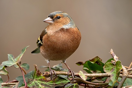 Vink 
