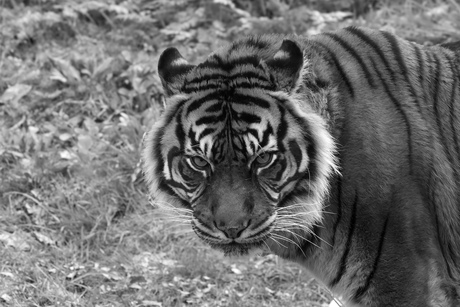 Portret Sumatraanse tijger