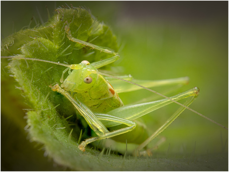 Zuidelijke boomsprinkhaan