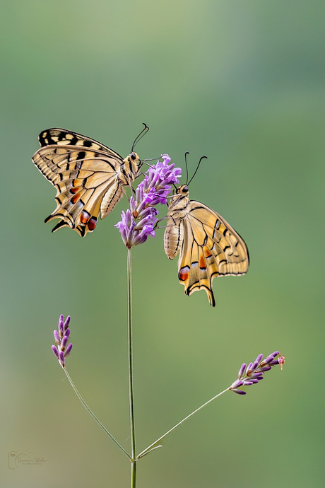 Samen op een lavendeltakje