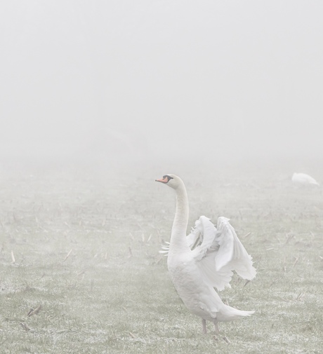 Zwaan in de mist