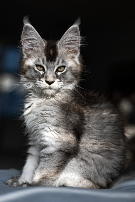 Bailey ChaGIDAbuba maine coon 