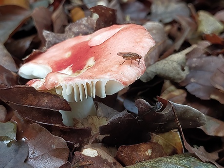 Rode russula..