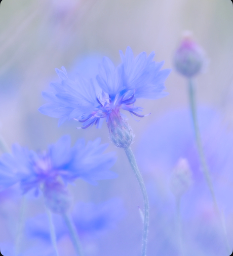 Korenblauw