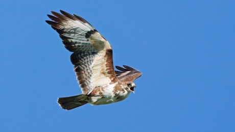 Roepende buizerd