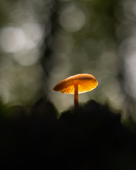 Stralend in het donkere bos