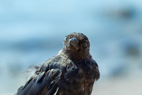 Oude 250d met metalen macrolens weer eens uit de kast gepakt.....