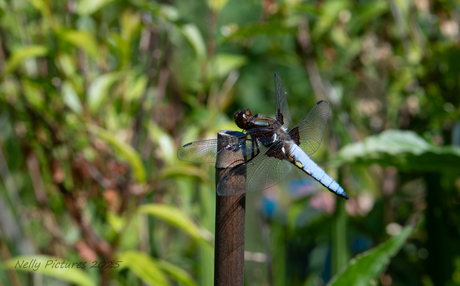 Platbuik  in de tuin