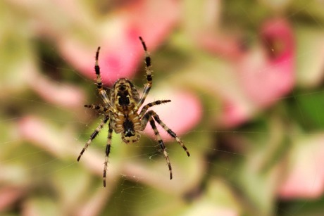 Spinnetje