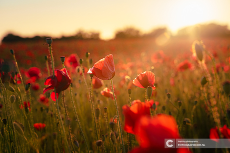 Zwoele zomeravond met rood bloeiende Klaproos in geel zonlicht