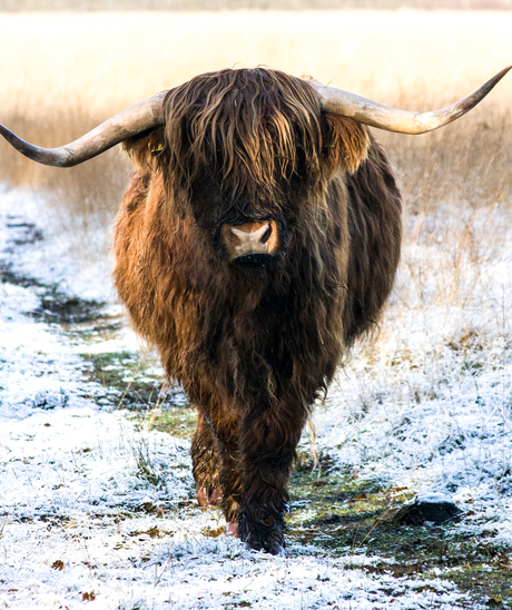 Struinen in de sneeuw 