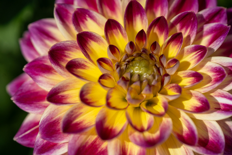 Dahlia