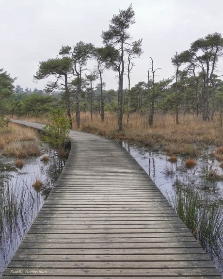 Vlonderpad bij landgoed Twickel 