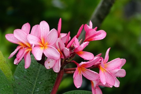 Cambodja bloem