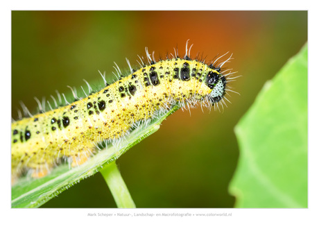 Rups van groot koolwitje (Pieris brassicae)