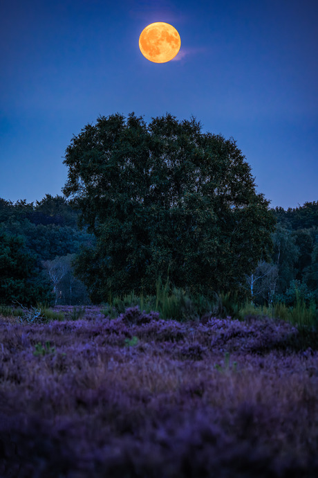 De volle maan boven de heide