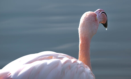 Flamingo in de Camargue (Zuid-Frankrijk)