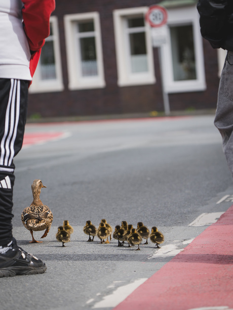 Overstekend wild met begeleiding