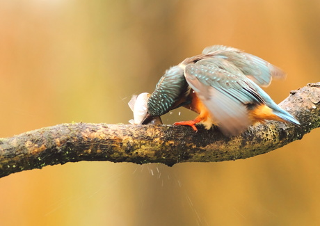 IJsvogel in actie