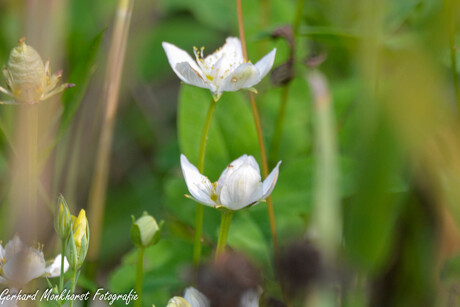 Parnassia