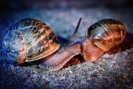 Snaillove