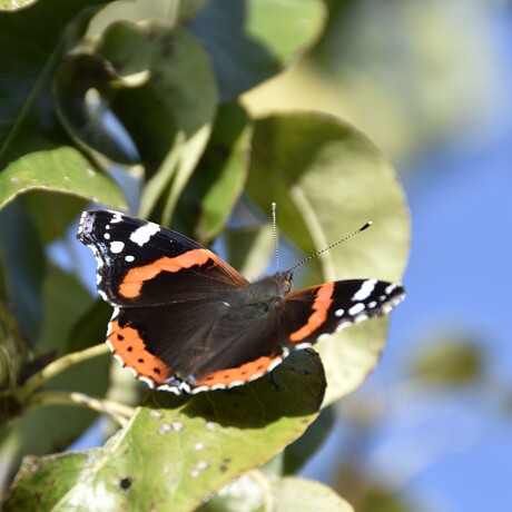Atalanta vlinder in de perenboom