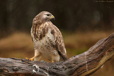 Love the rain     { Buizerd }