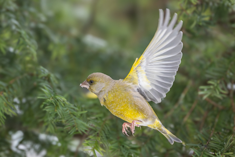Groenling slaat de vleugels uit