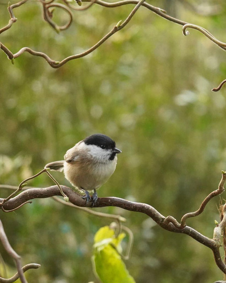 Het glanskopje! 🐦🤍😊
