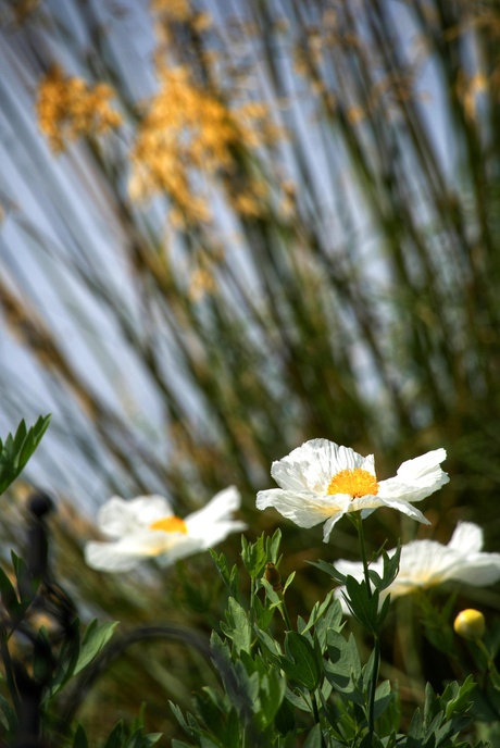 Romneya coulteri 