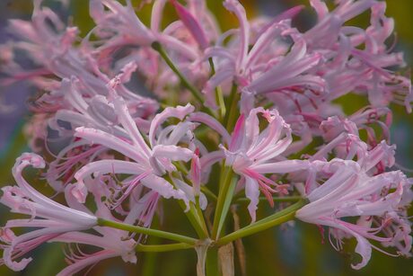 Nerine 