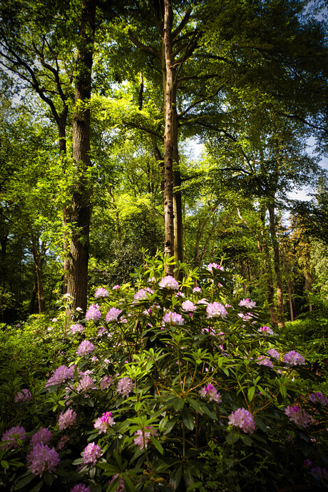 Rododendrons