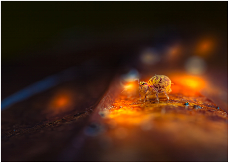 Springstaartje 29.....