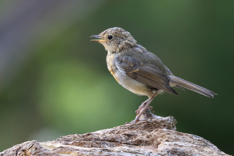 Roodborst (jong)