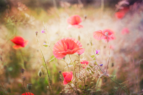 Poppies