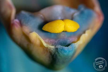 Detail opname van een orchidee