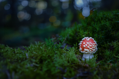 Rood met witte stippen