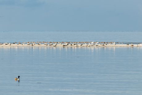 Wadvogels