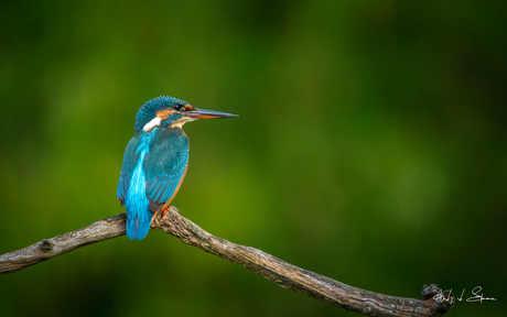 ijsvogel