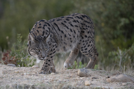 Lynx on the watch