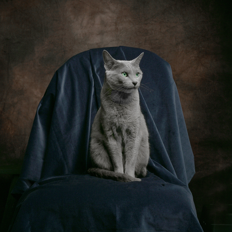 Een Russisch Blauwe poes op een koninklijk blauwe stoel