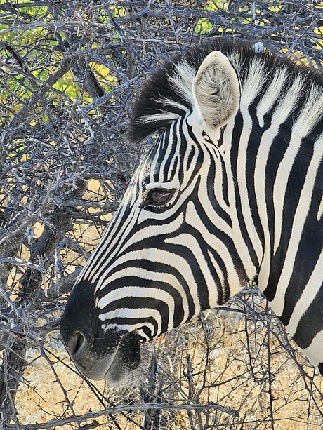 Zebra