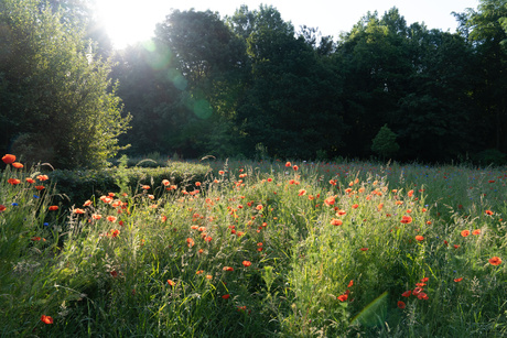 Vroege zon op een veld bloemen