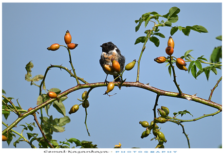 Roodborsttapuit (Jong)