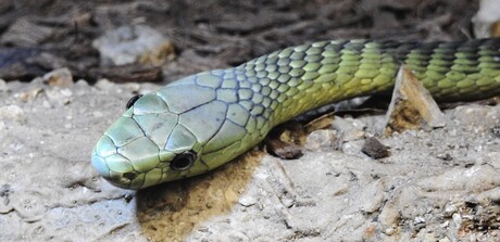 Groene mamba (groot zien)