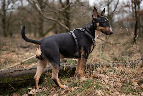 Inca de Bull Terrier 