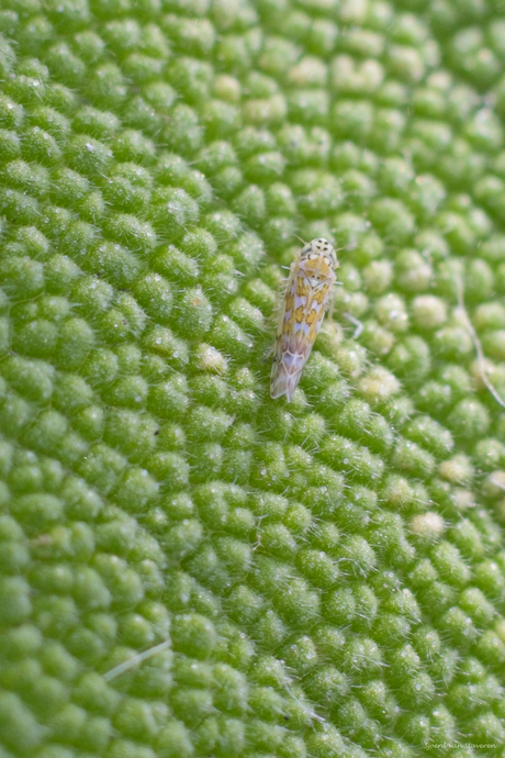 Kleine cicade (2mm) op een salie blaadje.