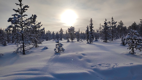 De lage Laplandzon